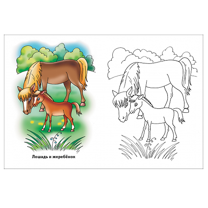 Раскраска. Животные и их детёныши