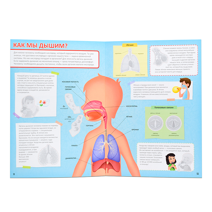 Атлас с наклейками. Тело человека. 21х29,7см. 