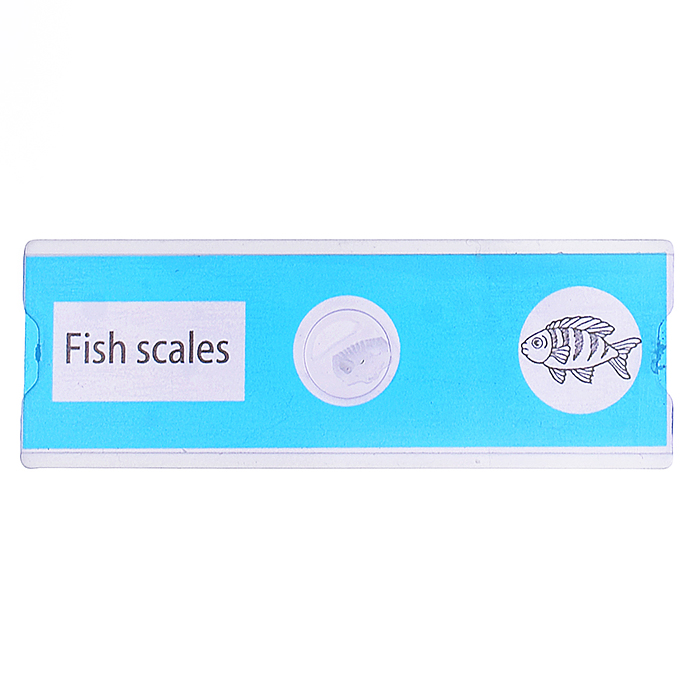 Фото к товару Микроскоп LZ8601-1 "Юный ботаник" в коробке Микроскоп LZ8601-1 "Юный ботаник" в коробке