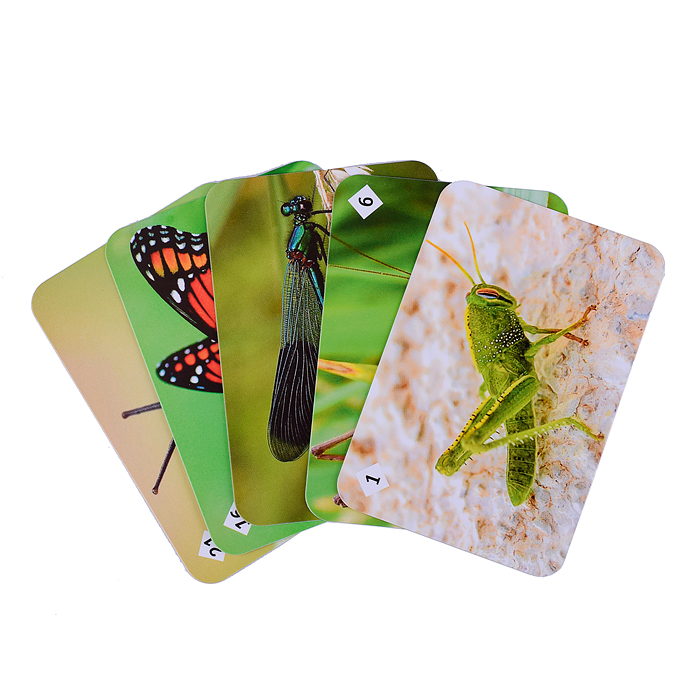 Мемо "Мир насекомых и не только" 