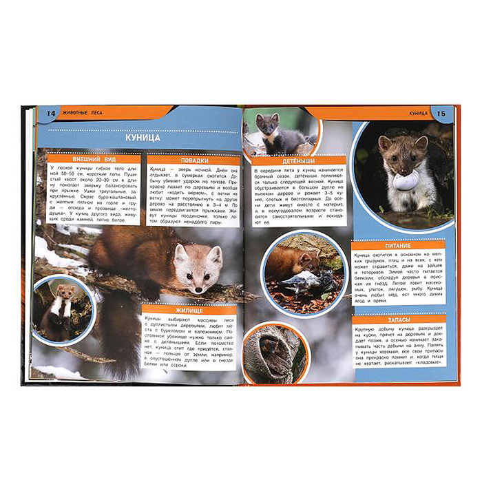 Животные леса. Энциклопедия. 