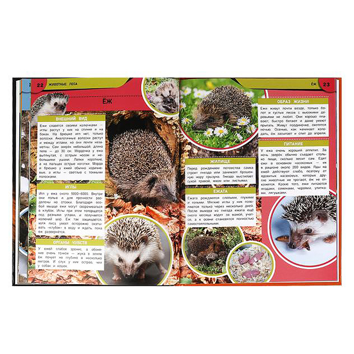 Животные леса. Энциклопедия. 