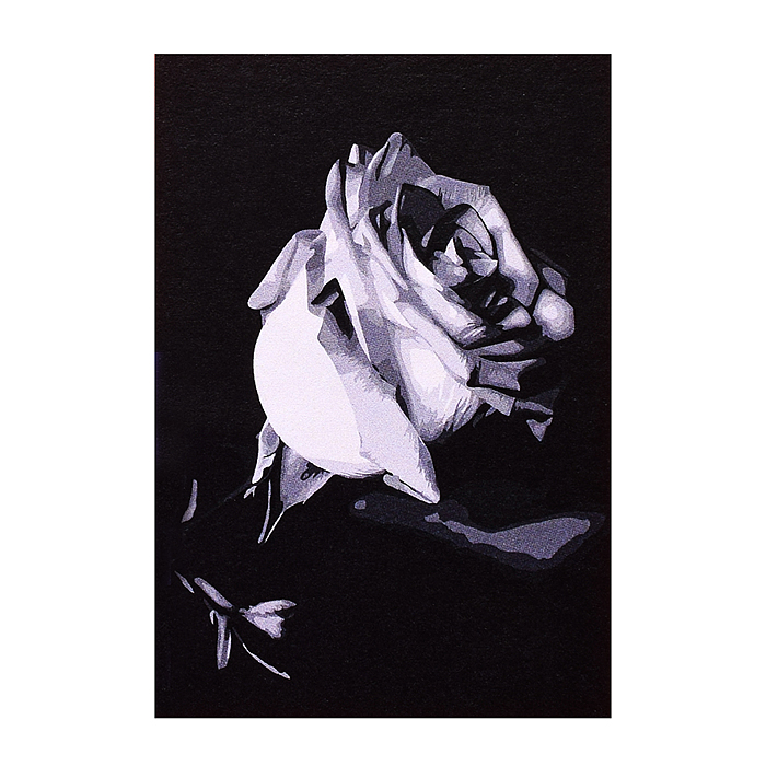 Картина по номерам "Белая роза" 40х60см.