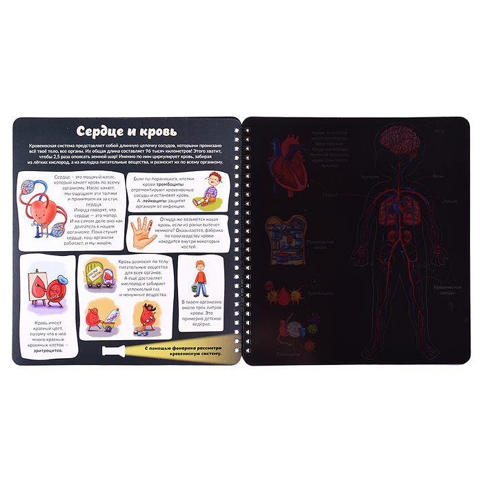 Книжка с фонариком "Как устроено твое тело"