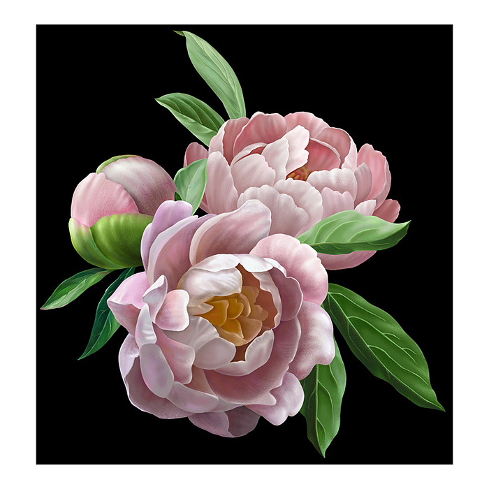 Холст с красками 40х50 см по номерам "Нежные пионы" (30цв.)