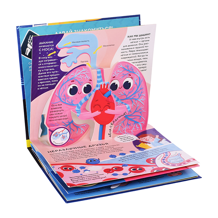 Фото к товару Почемучка. Анатомия Почемучка. Анатомия