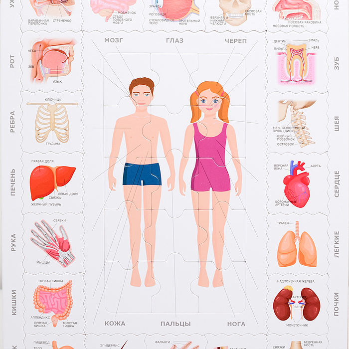 Мемо Пазл "Тело Человека"