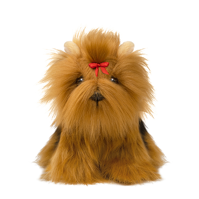 Йоркширский Терьер, 20 см