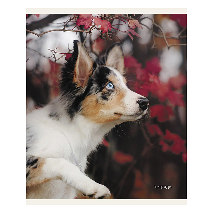 Тетрадь 96л. "Пушистые друзья" клетка, скрепка