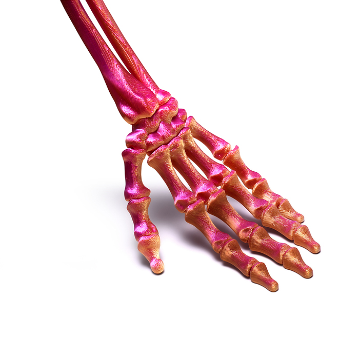 Фото к товару Игрушка-антистресс 00-7152 "Скелет руки" Игрушка-антистресс 00-7152 "Скелет руки"