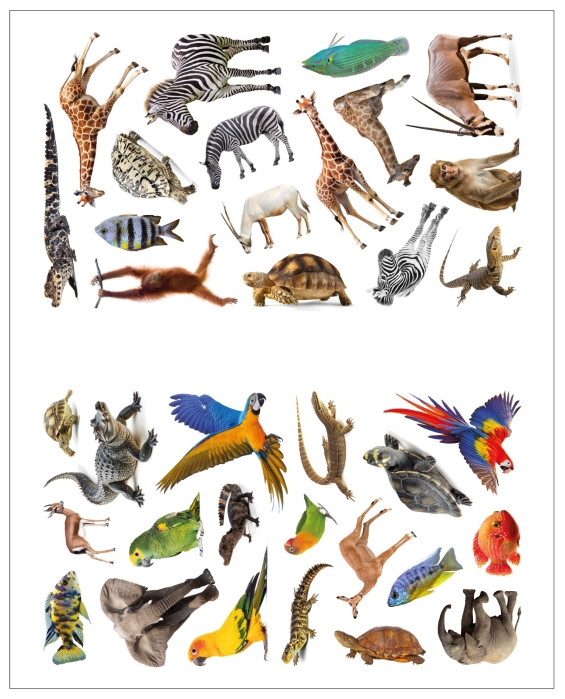 Фотонаклейки. В Африке