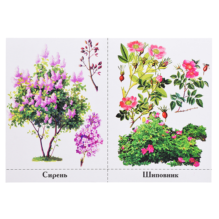 Обучающая игра "Деревья нашего леса"