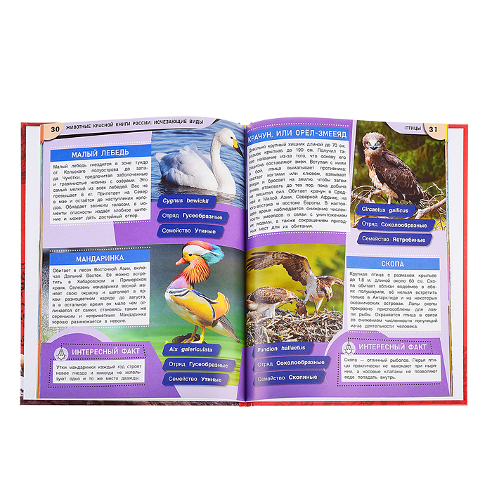 Фото к товару Животные Красной книги России. Исчезающие виды. Энциклопедия. Животные Красной книги России. Исчезающие виды. Энциклопедия.