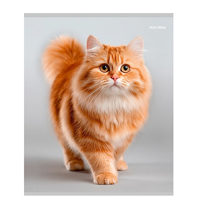 Тетрадь 96л. клетка "Красивые коты"