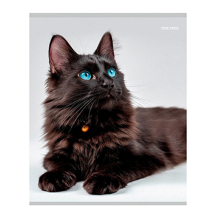 Тетрадь 96л. клетка "Красивые коты"