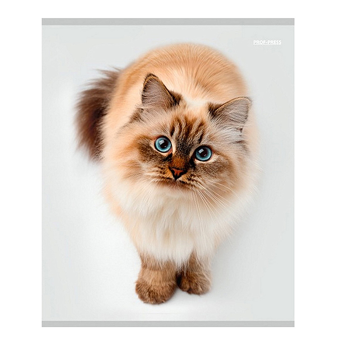 Тетрадь 96л. клетка "Красивые коты"